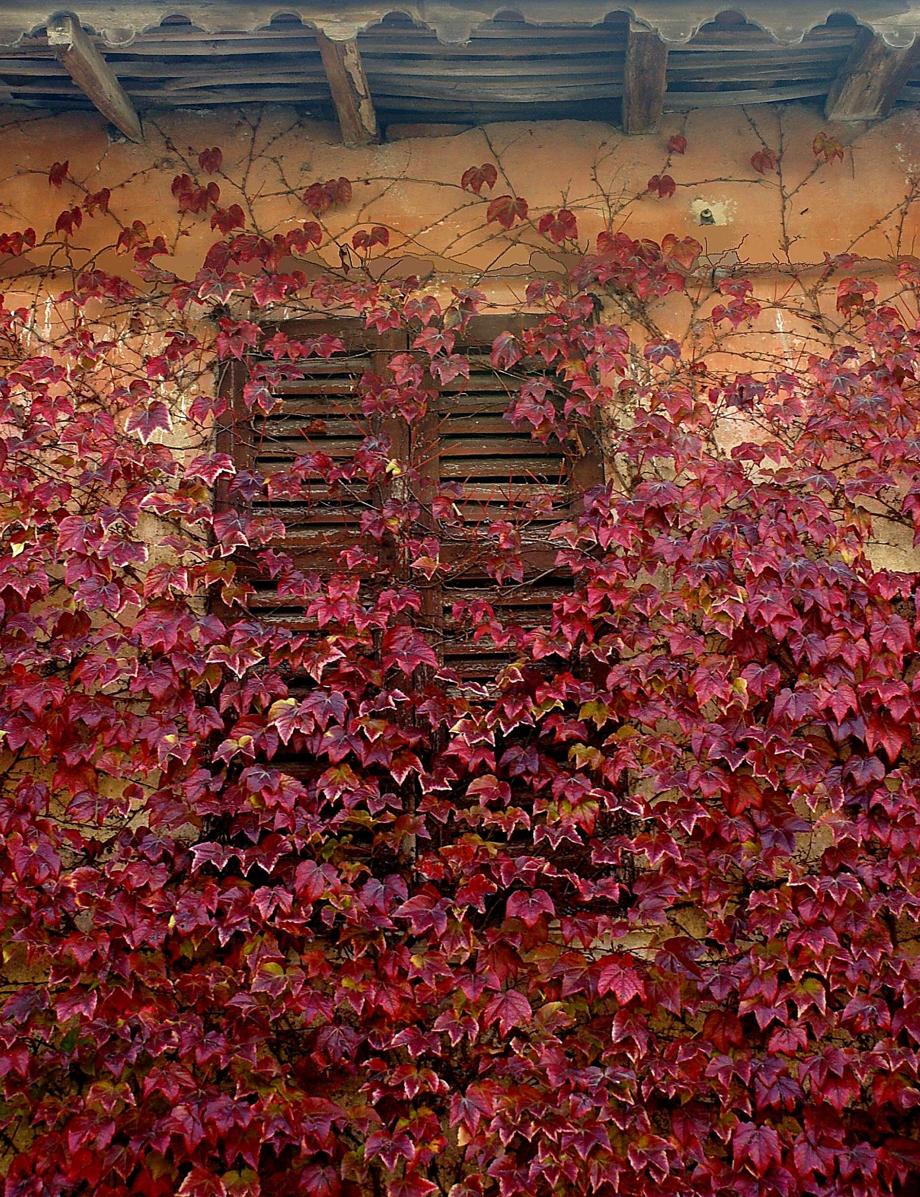 Abandonment to nature