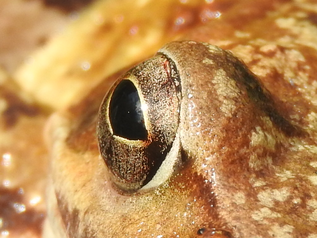 Frog Temporaria