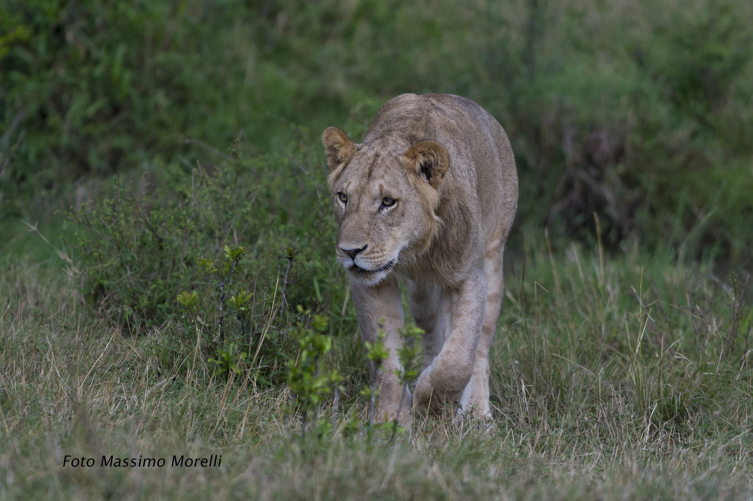 A spasso nella savana