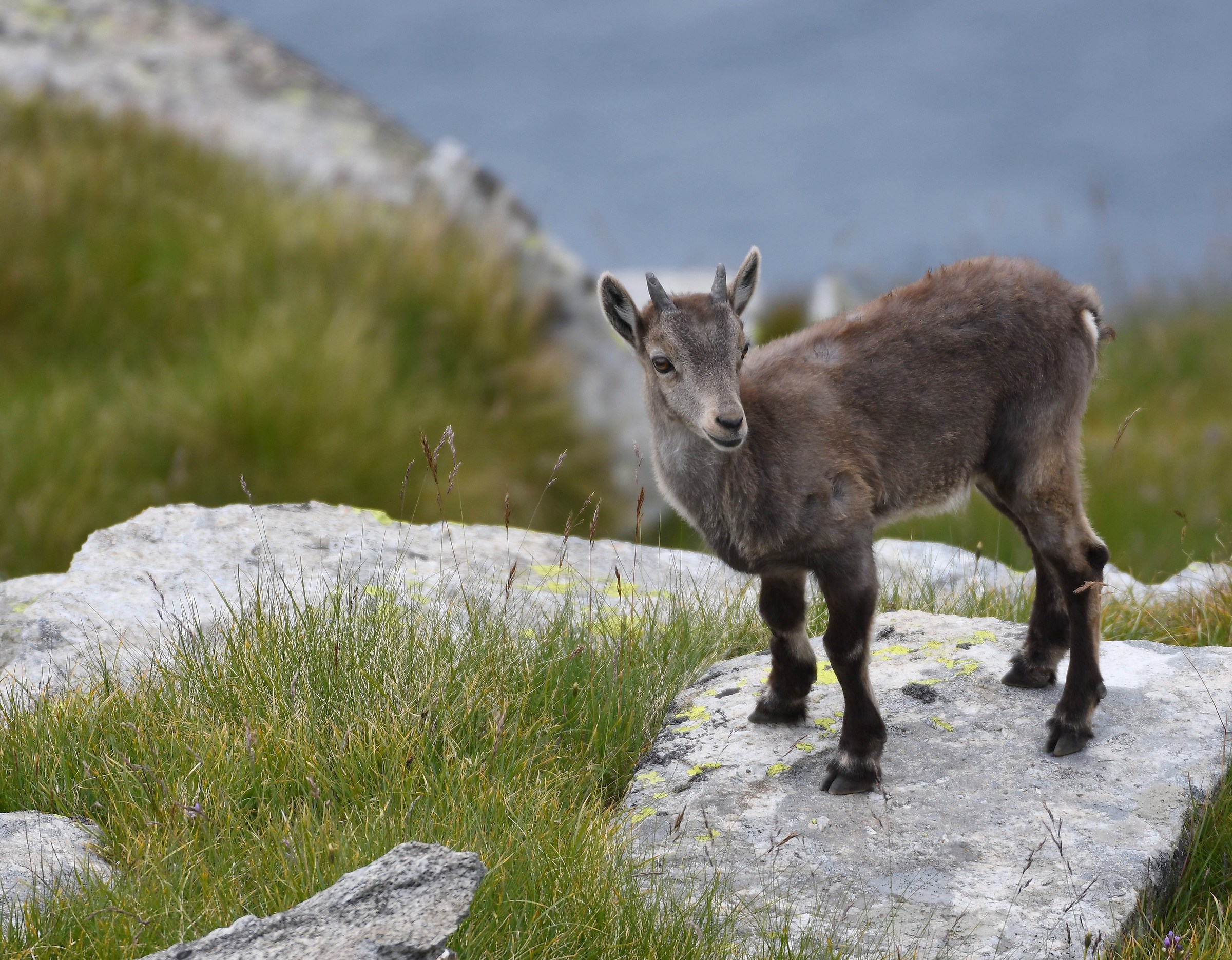 Young Alpine Ibex