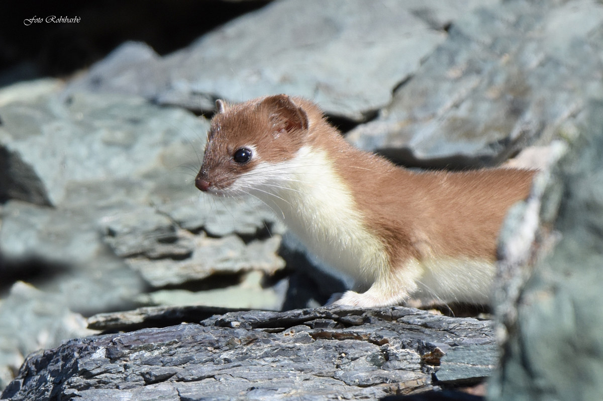 When the ermine pops up...