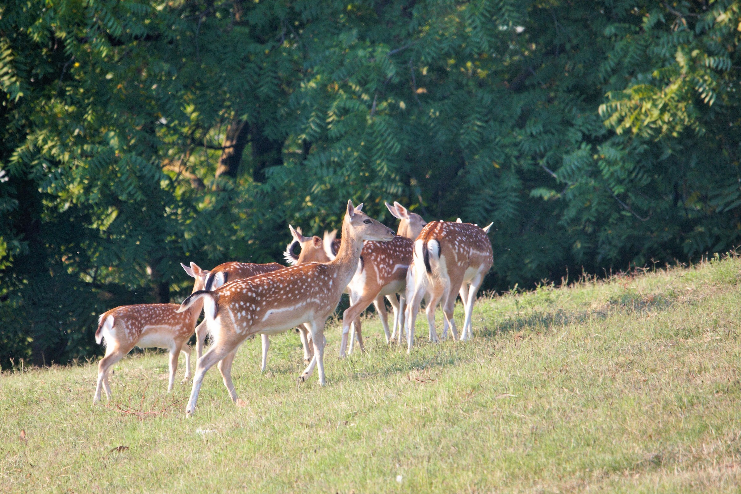 Fawns