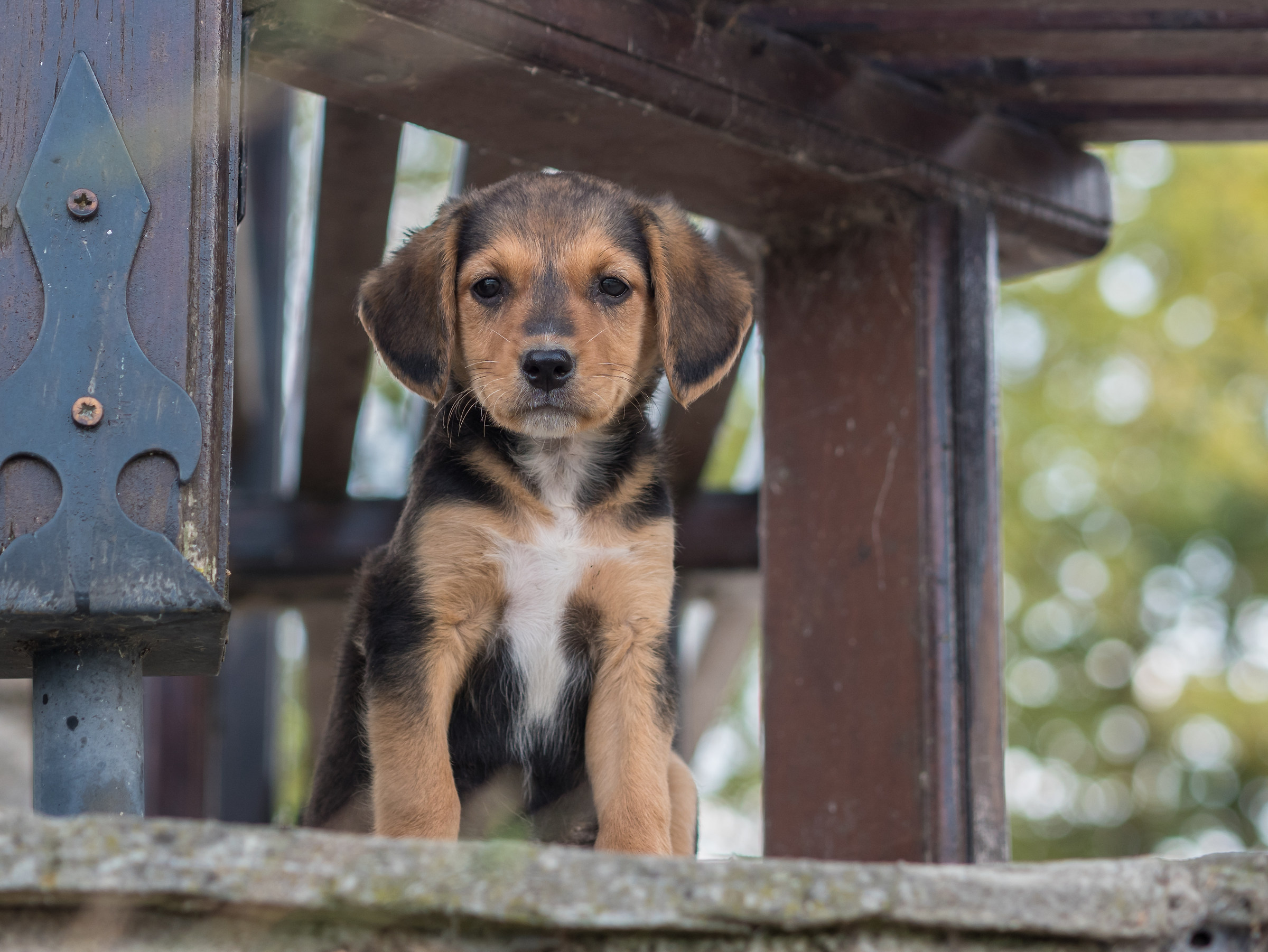 Little dog near Lake Kerkini Greece