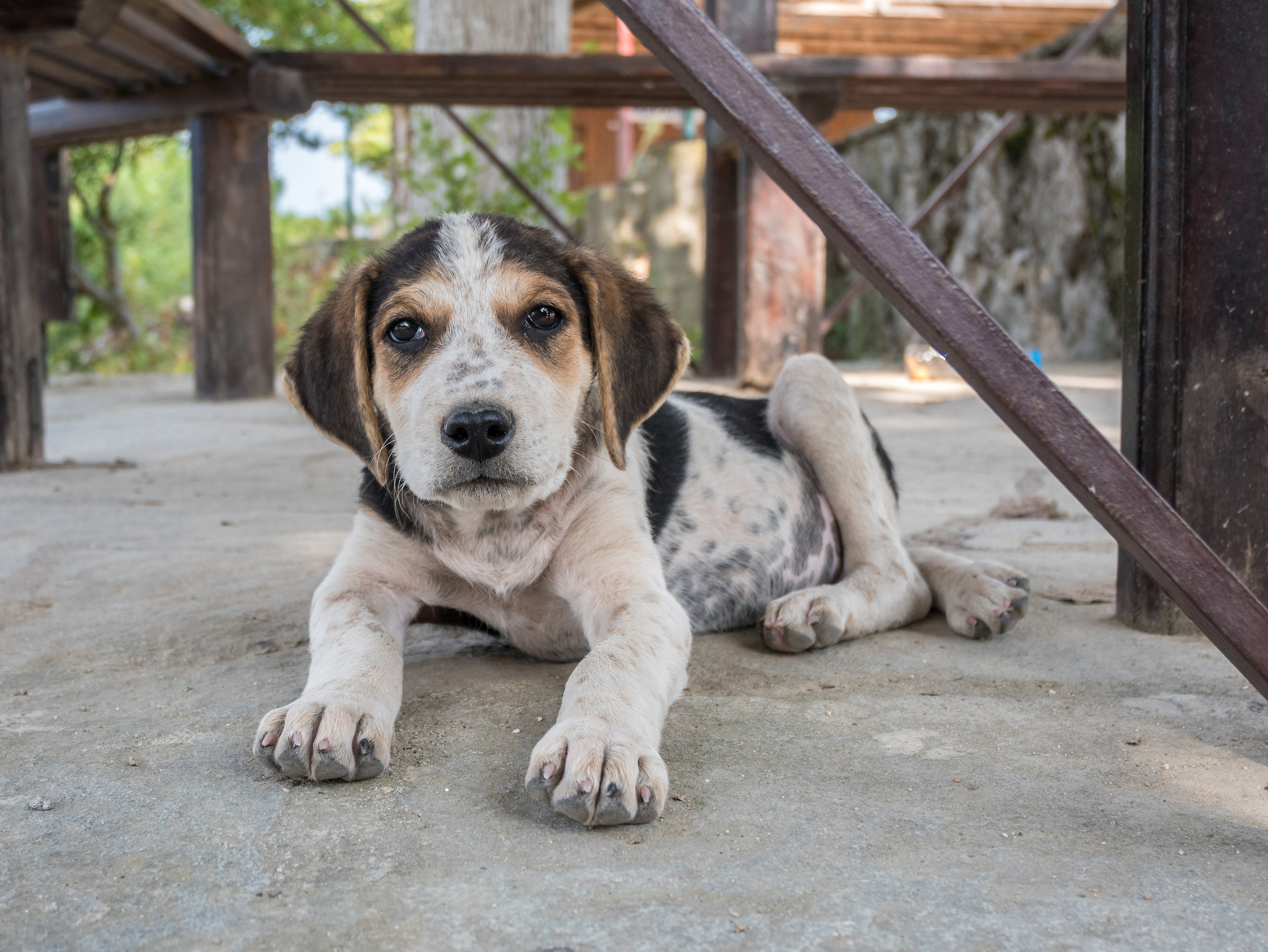 Little dog near Lake Kerkini Greece