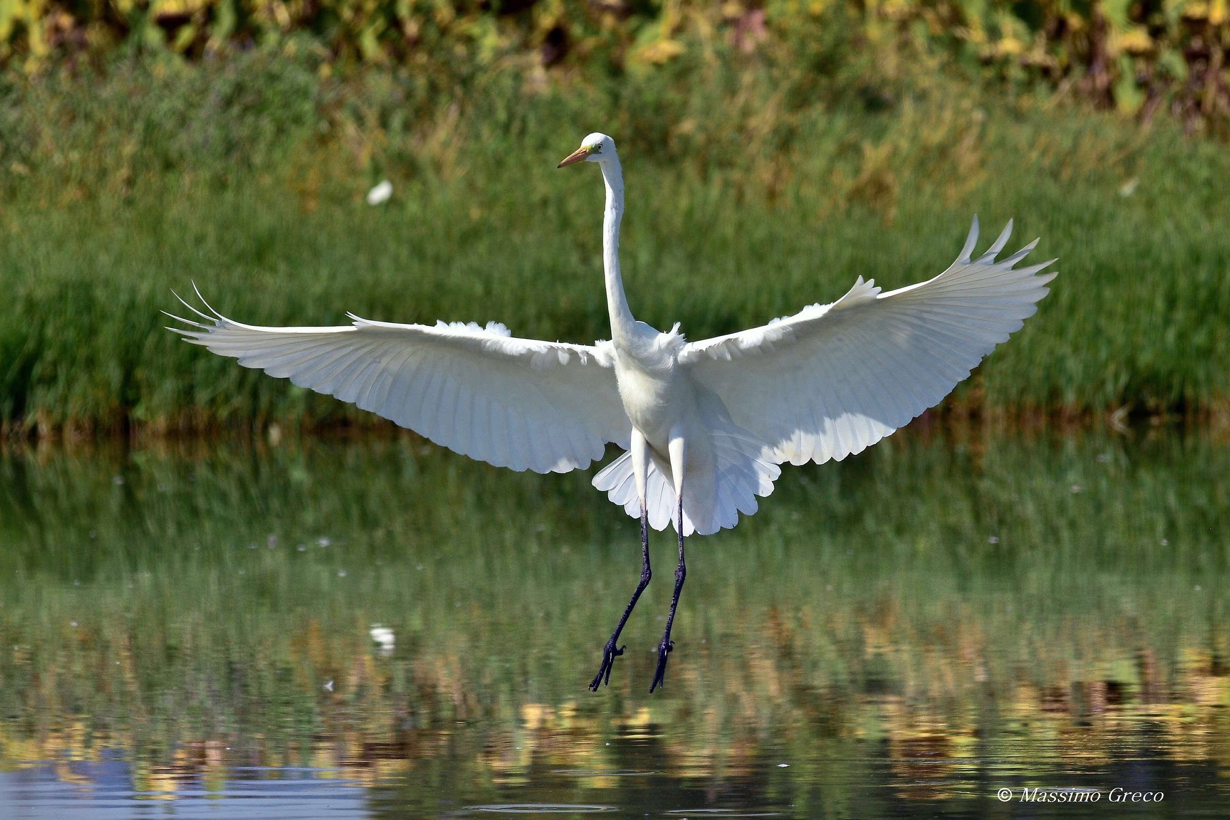 Airone bianco maggiore