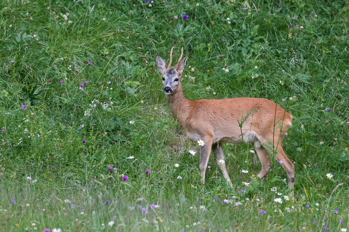 Roe Deer in food in its environment...