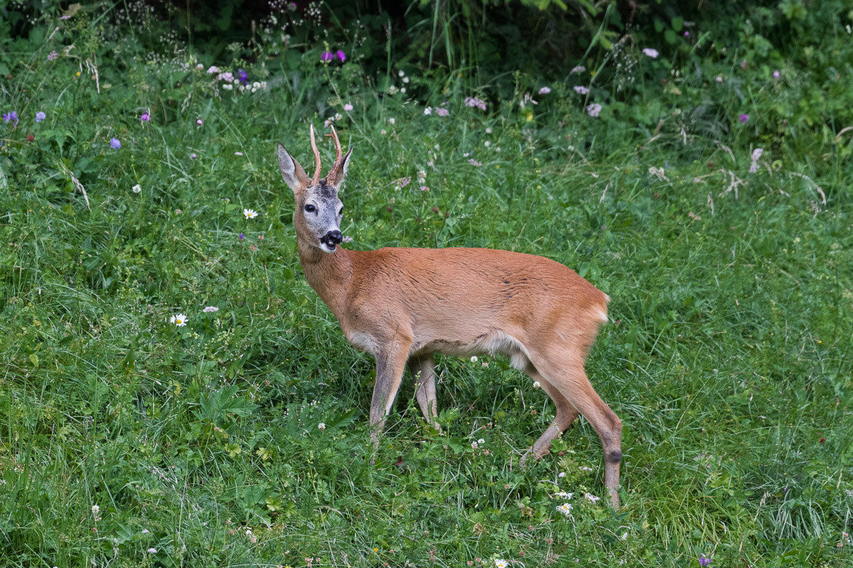 Male roe deer in its environment...