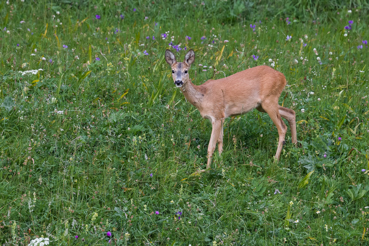 Female roe deer in her environment...