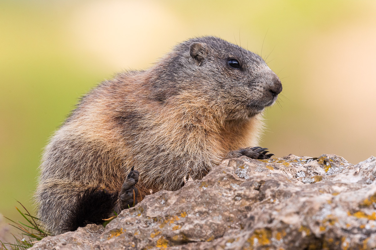 Groundhog at dawn...