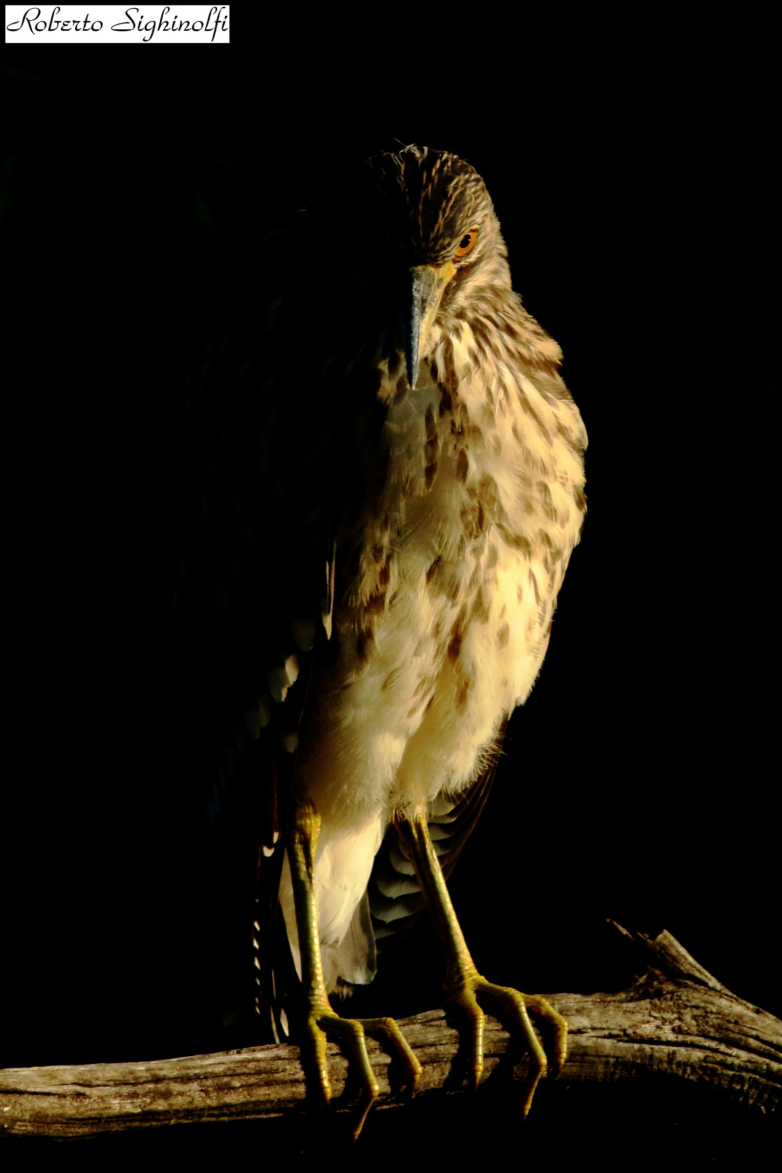 Immature of Night heron first light of Dawn