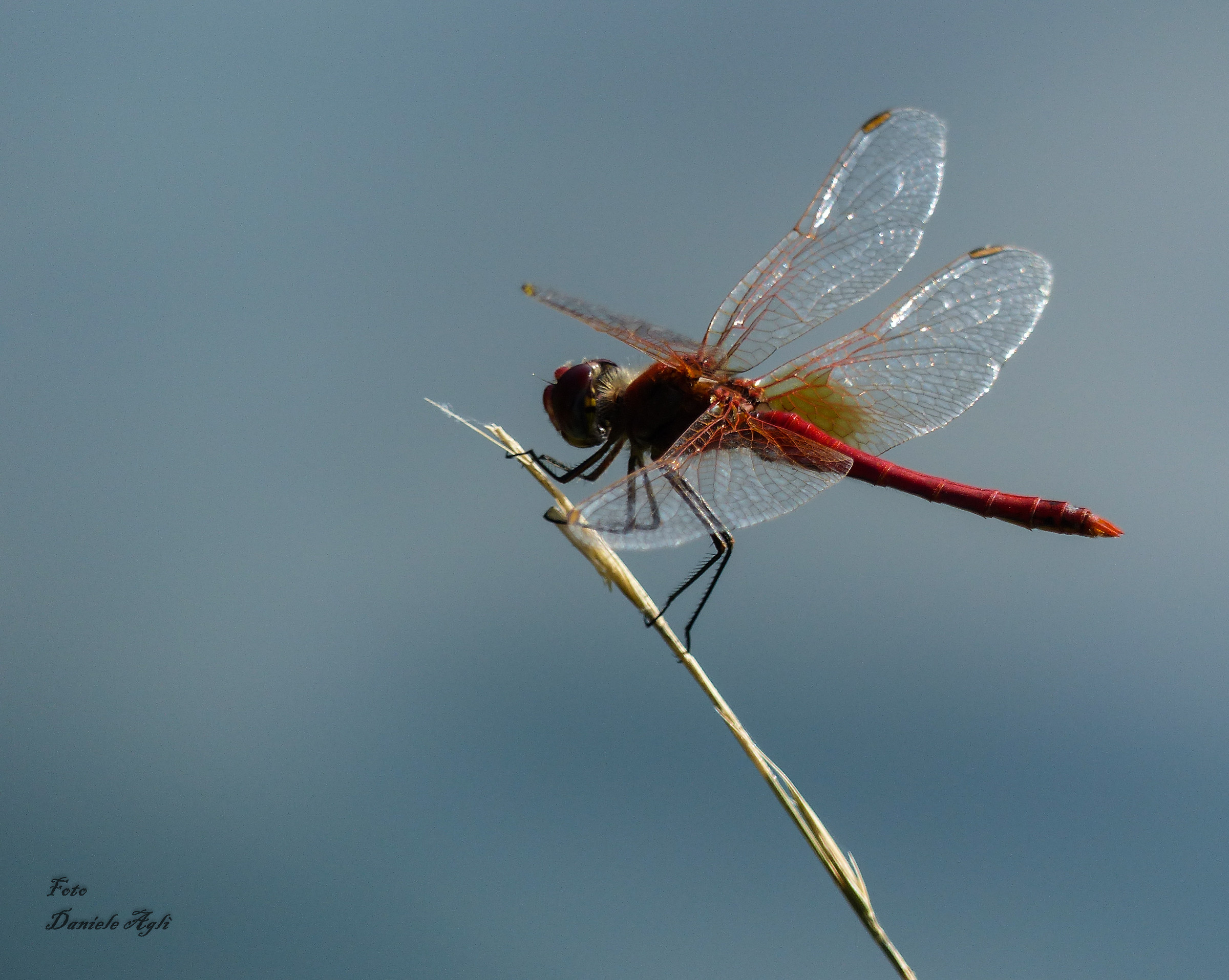 Libellula Rossa