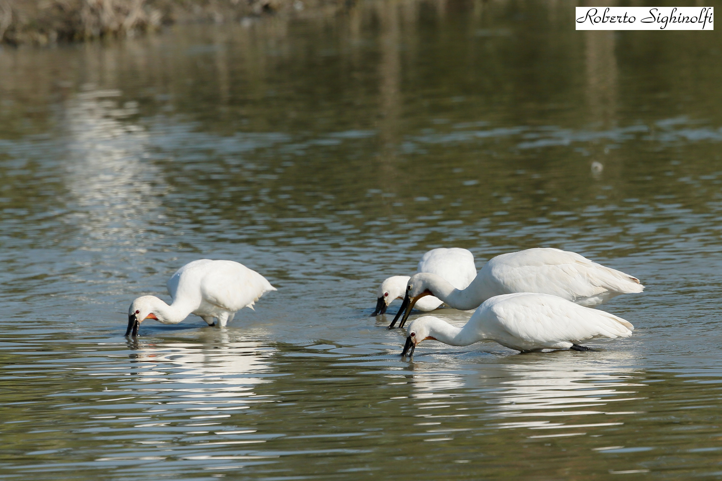 Spatulas Sift the bottom