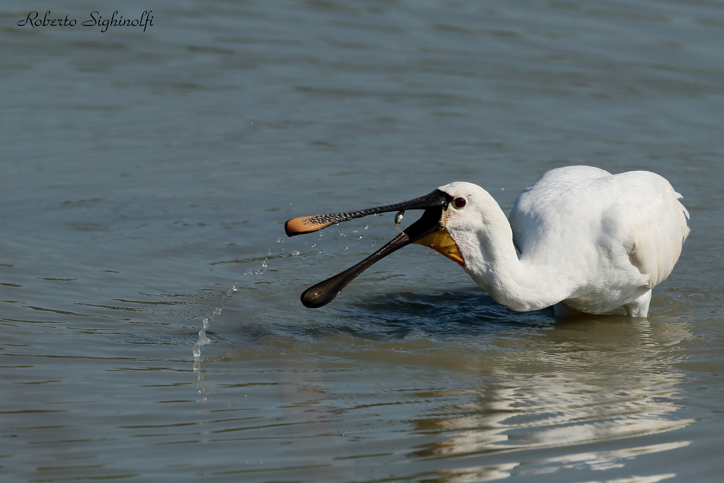 Fish Spatula Catch 1