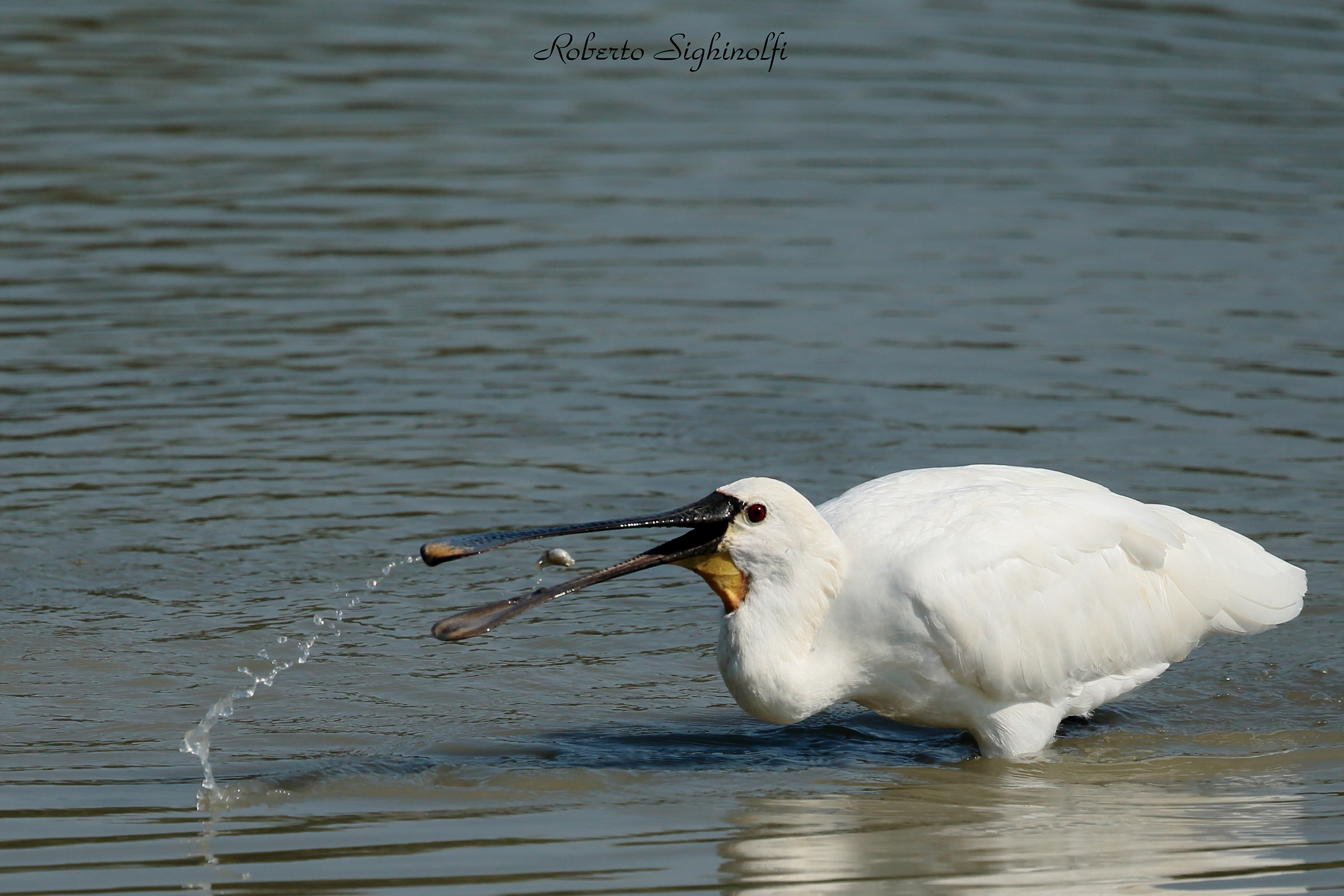 Fish Spatula Catch 2