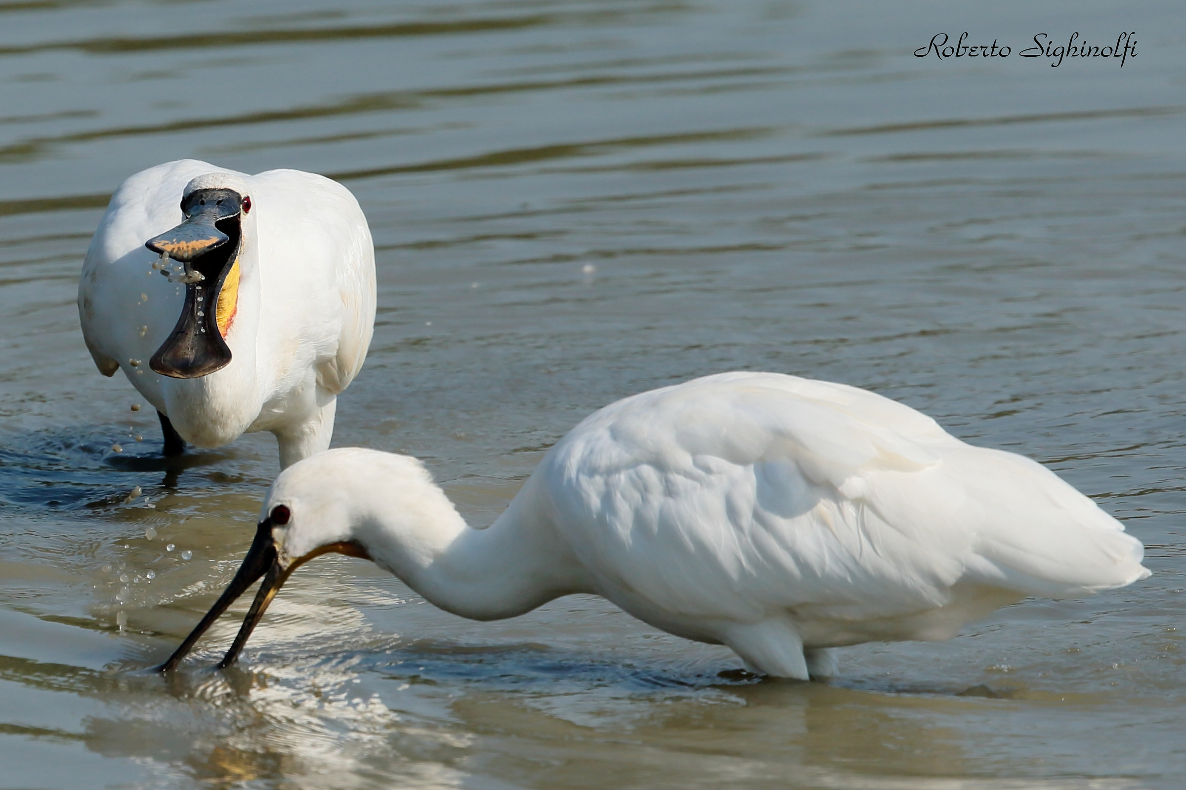 Fish Spatula Catch 3