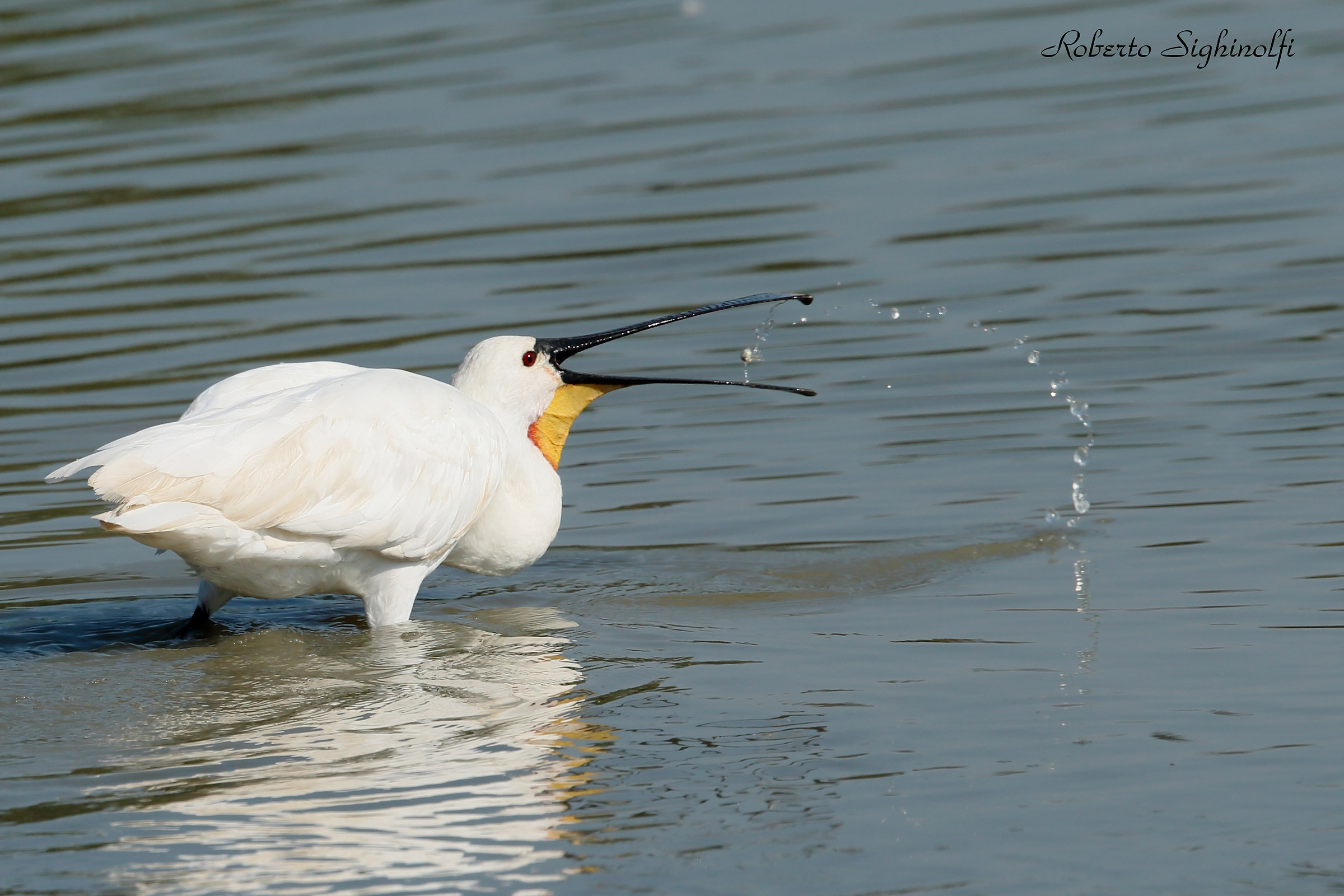 Fish Spatula Catch 4