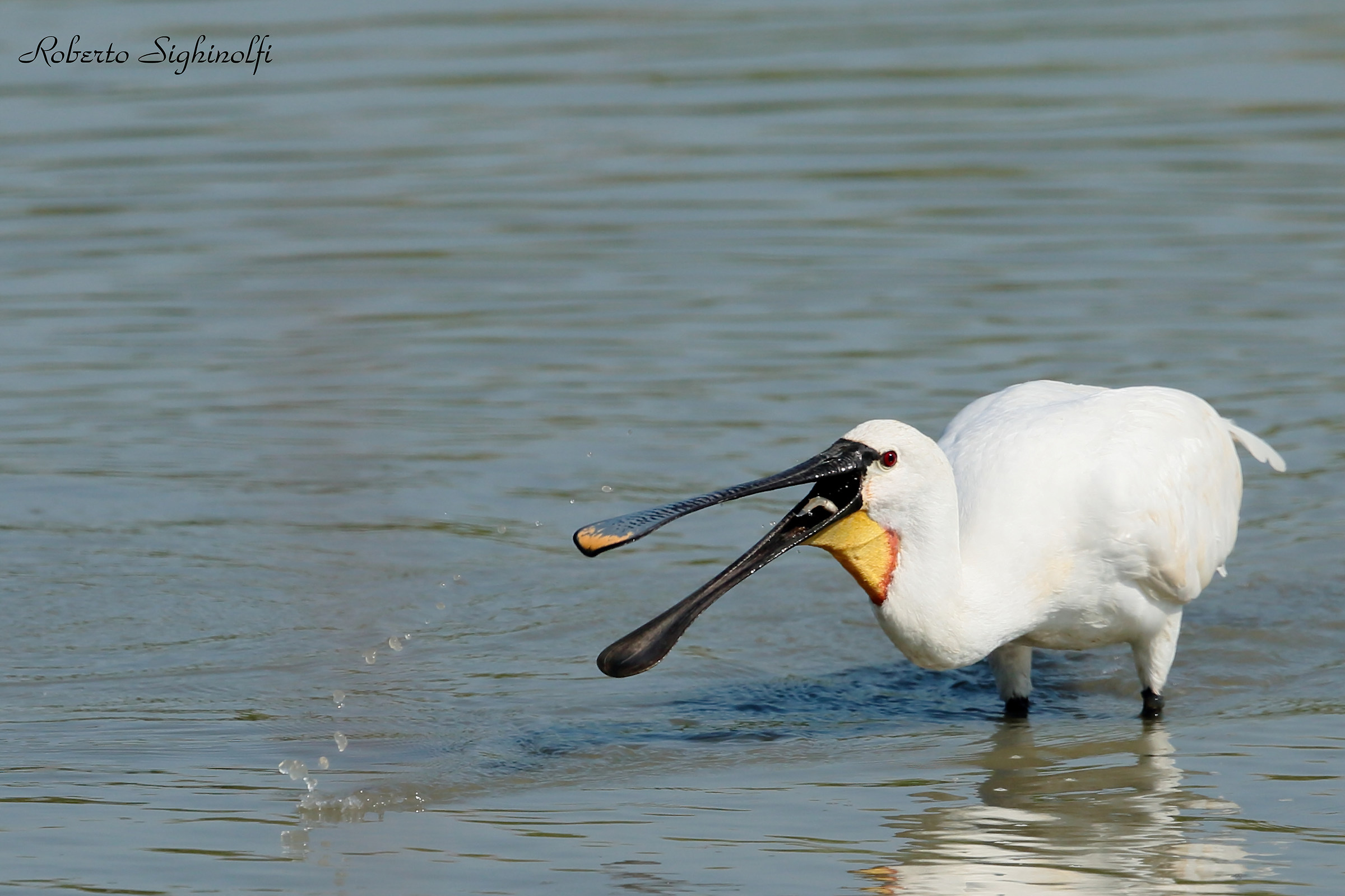 Fish Spatula Catch 5