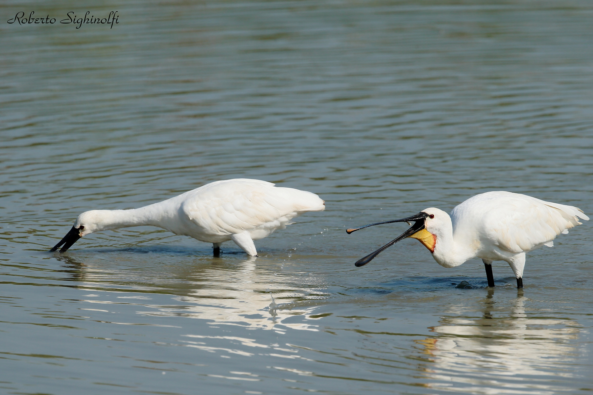 Fish Spatula Catch 6