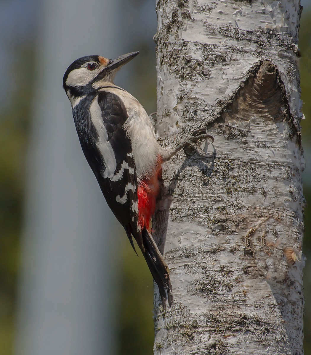 Senior Red Woodpeckers