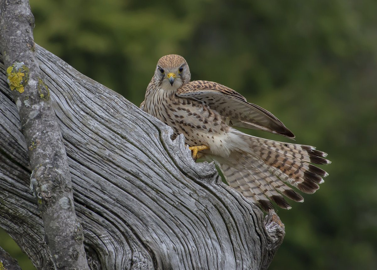 Female Kestrel
