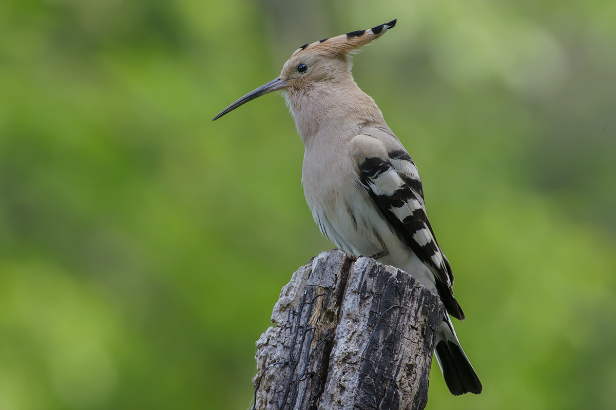 Hoopoe