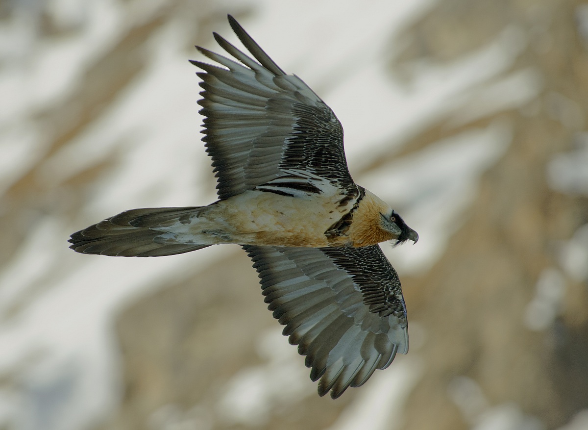 Bearded Vulture