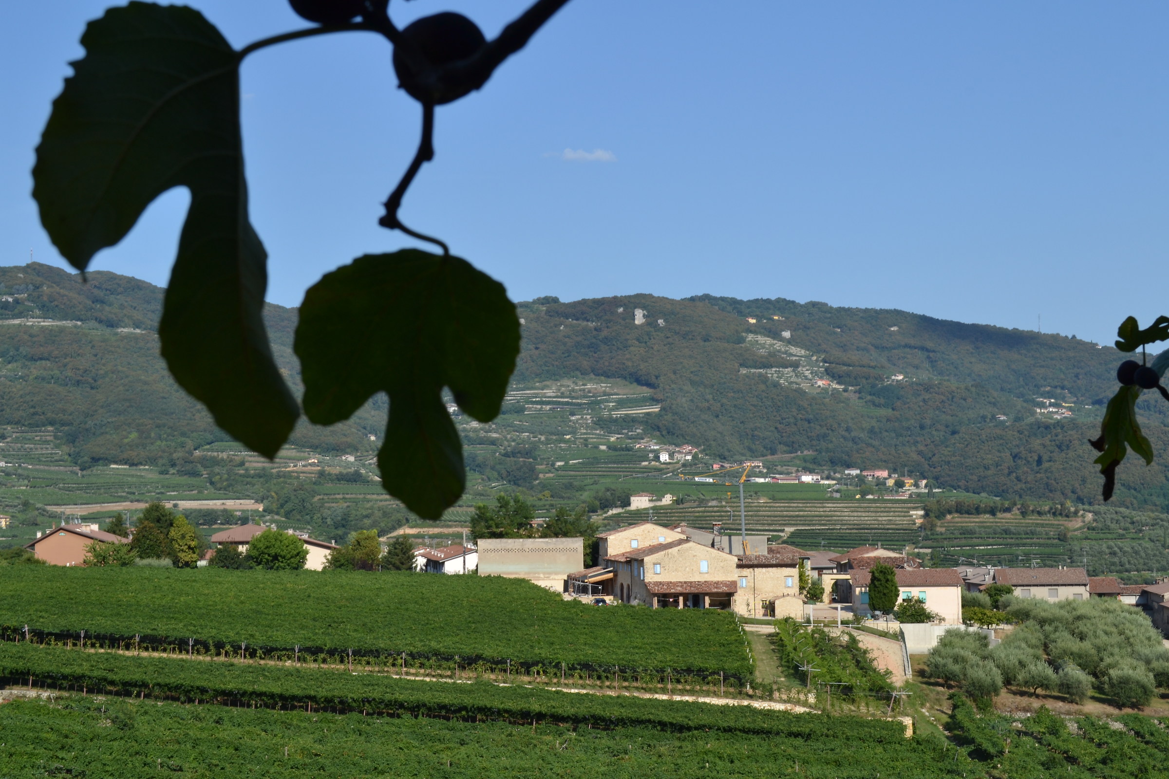 Summer IN VALPOLICELLA