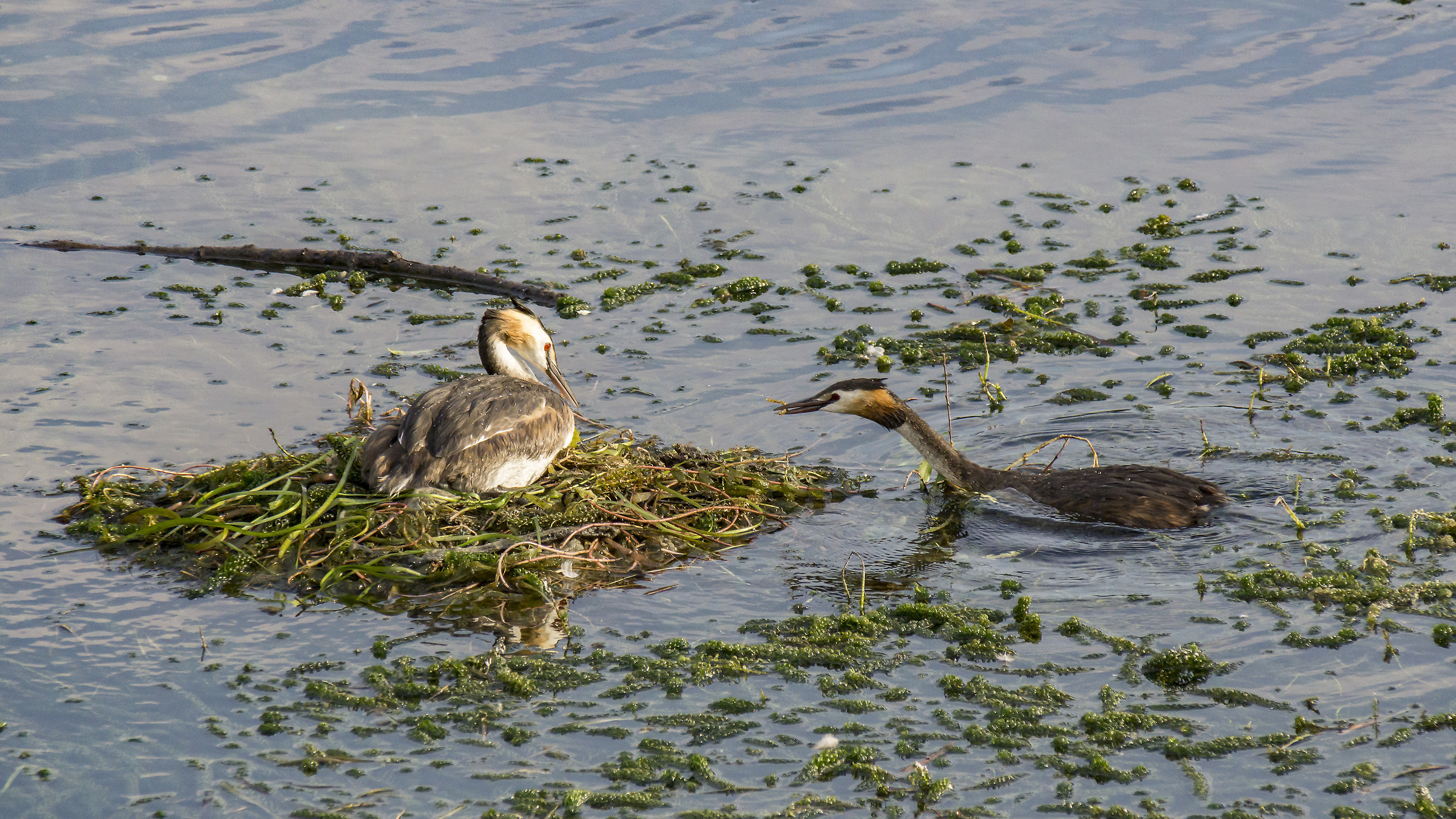 Copy of loons in the floating nest