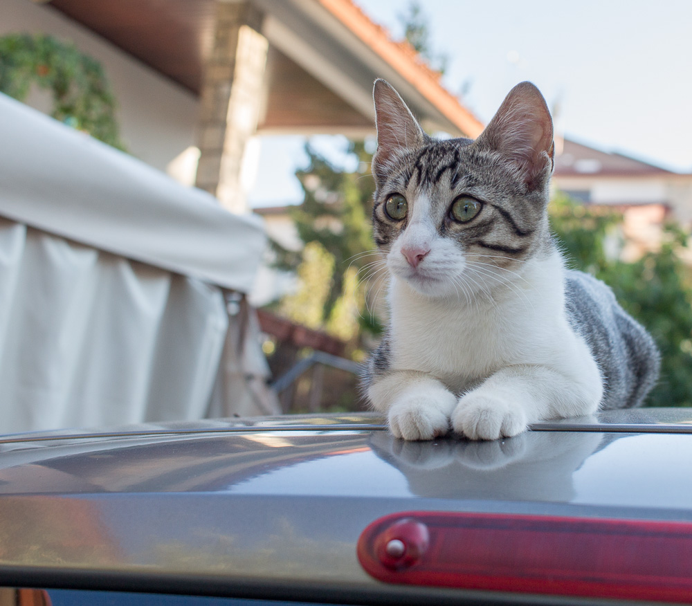 Gattino sull'automobile