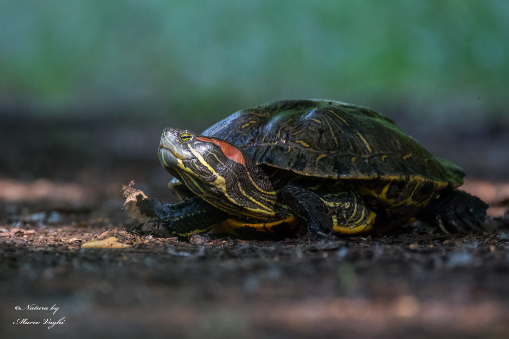 Tartaruga dalle orecchie rosse