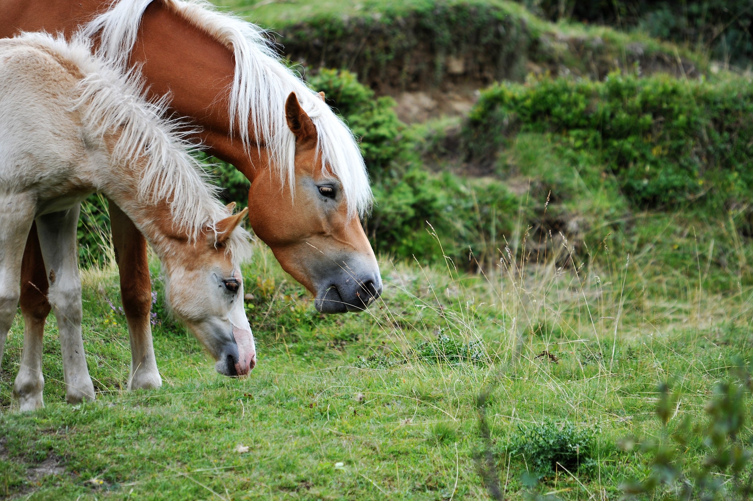 Picnic of two beautiful animals