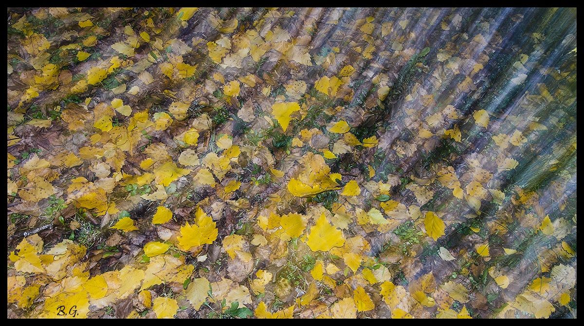 L'autunno nel torrente.