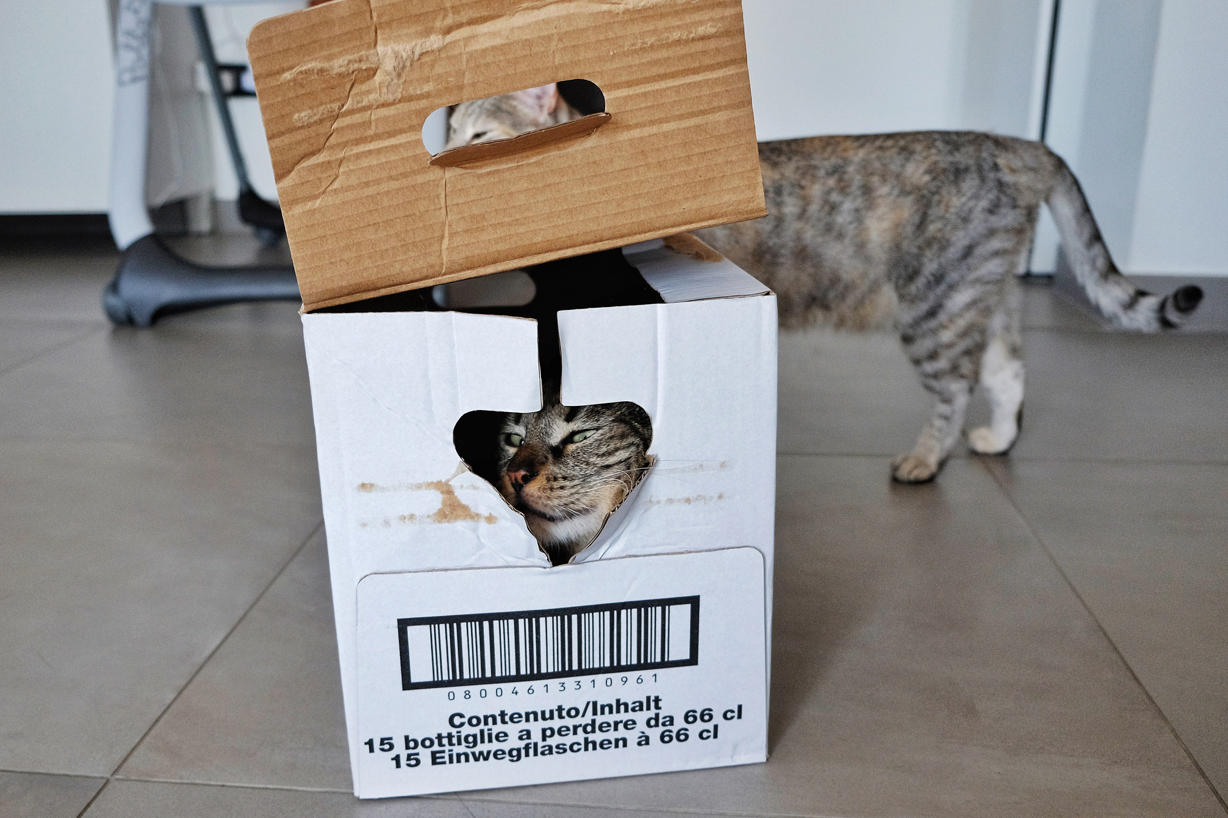 Nikita:”Mason, dove seiiiii??!”