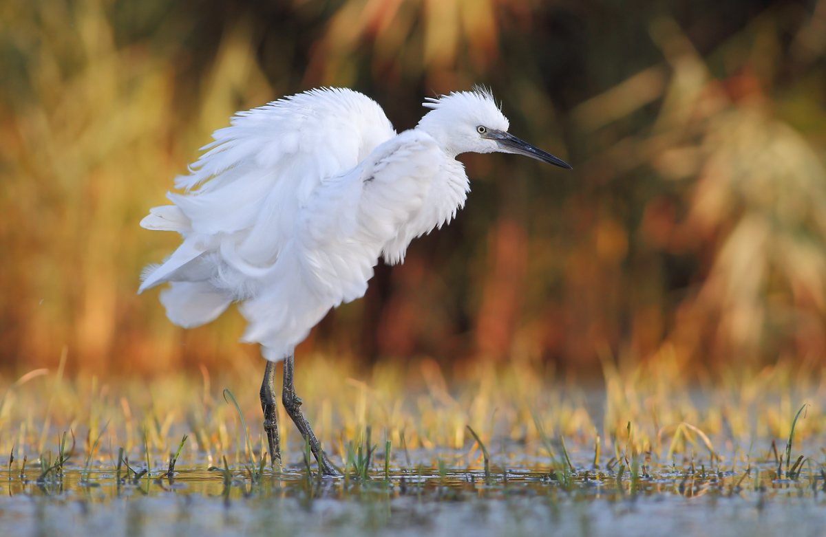 Egret