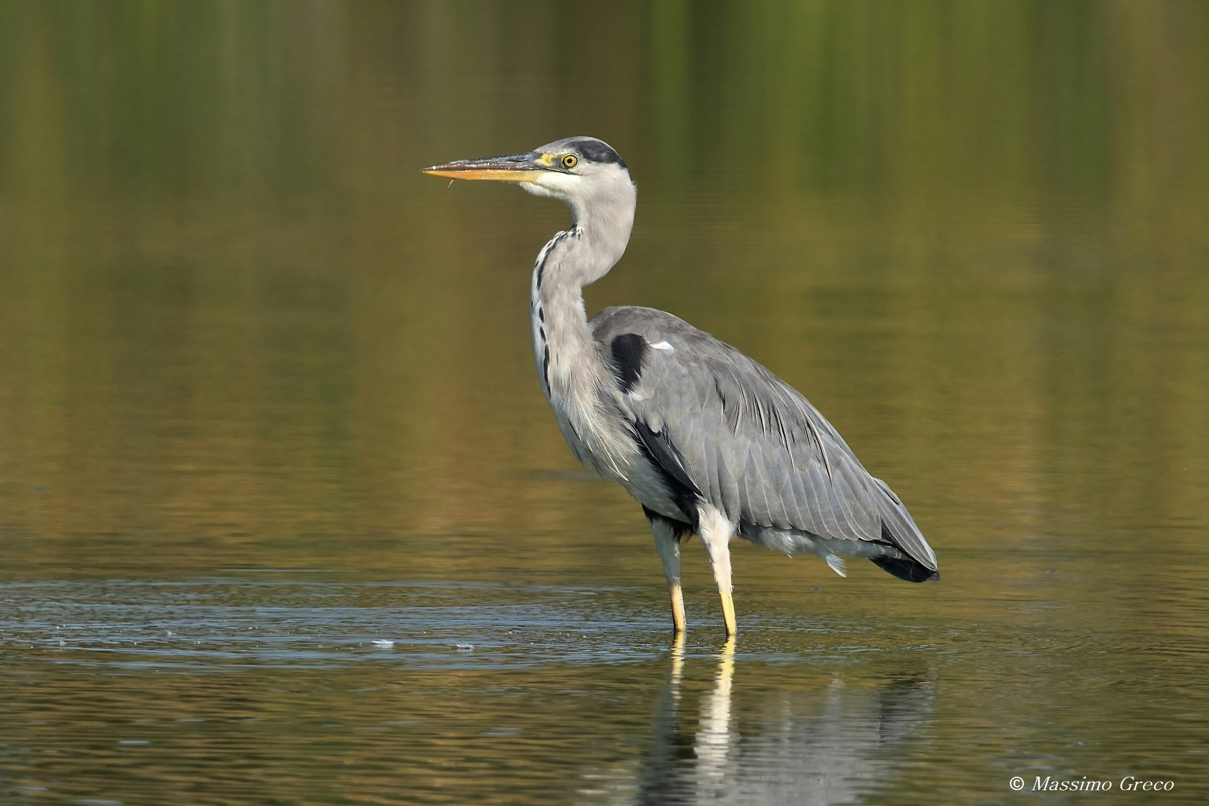 Grey Heron