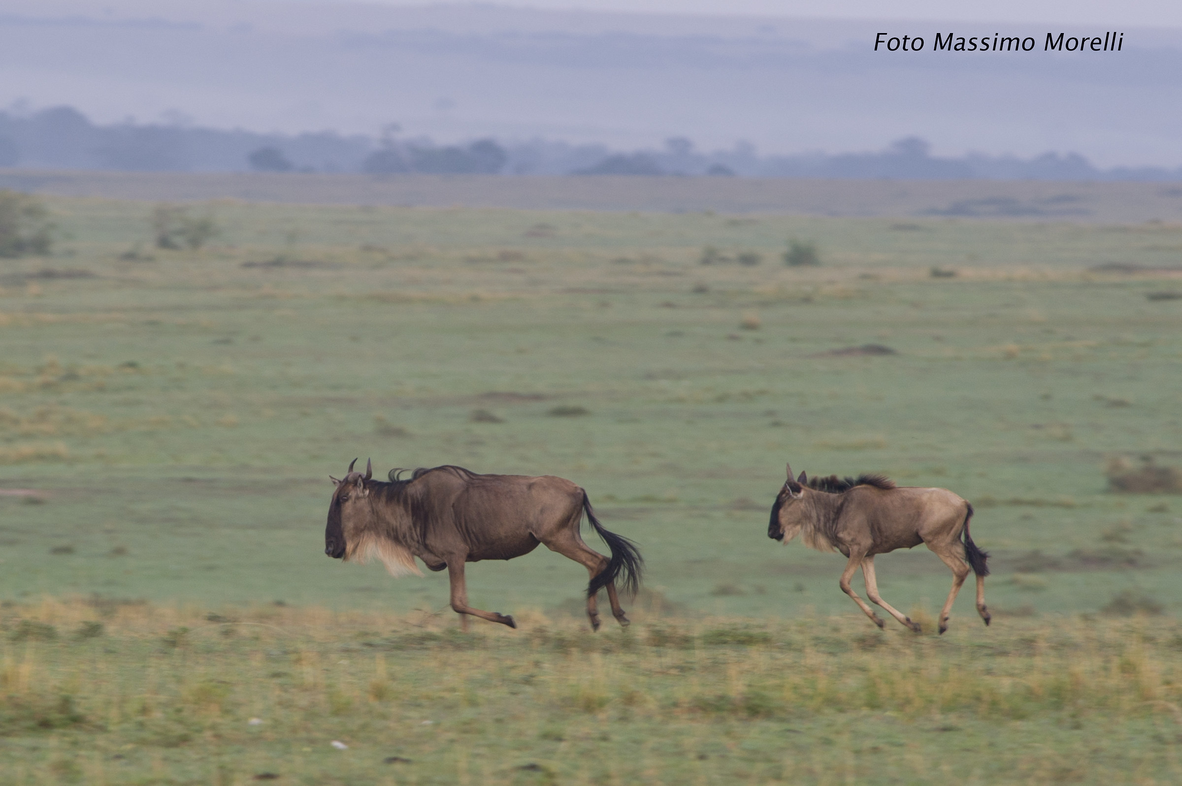 Seguimi e non fermarti
