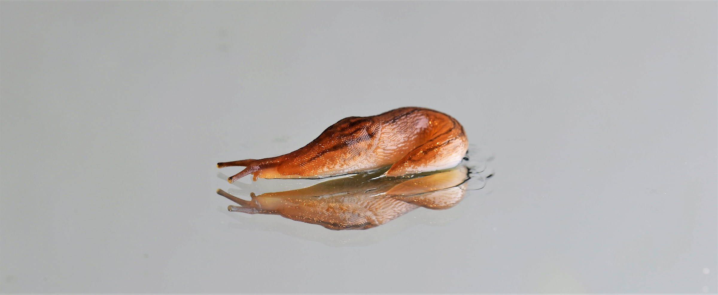 Snail without shell