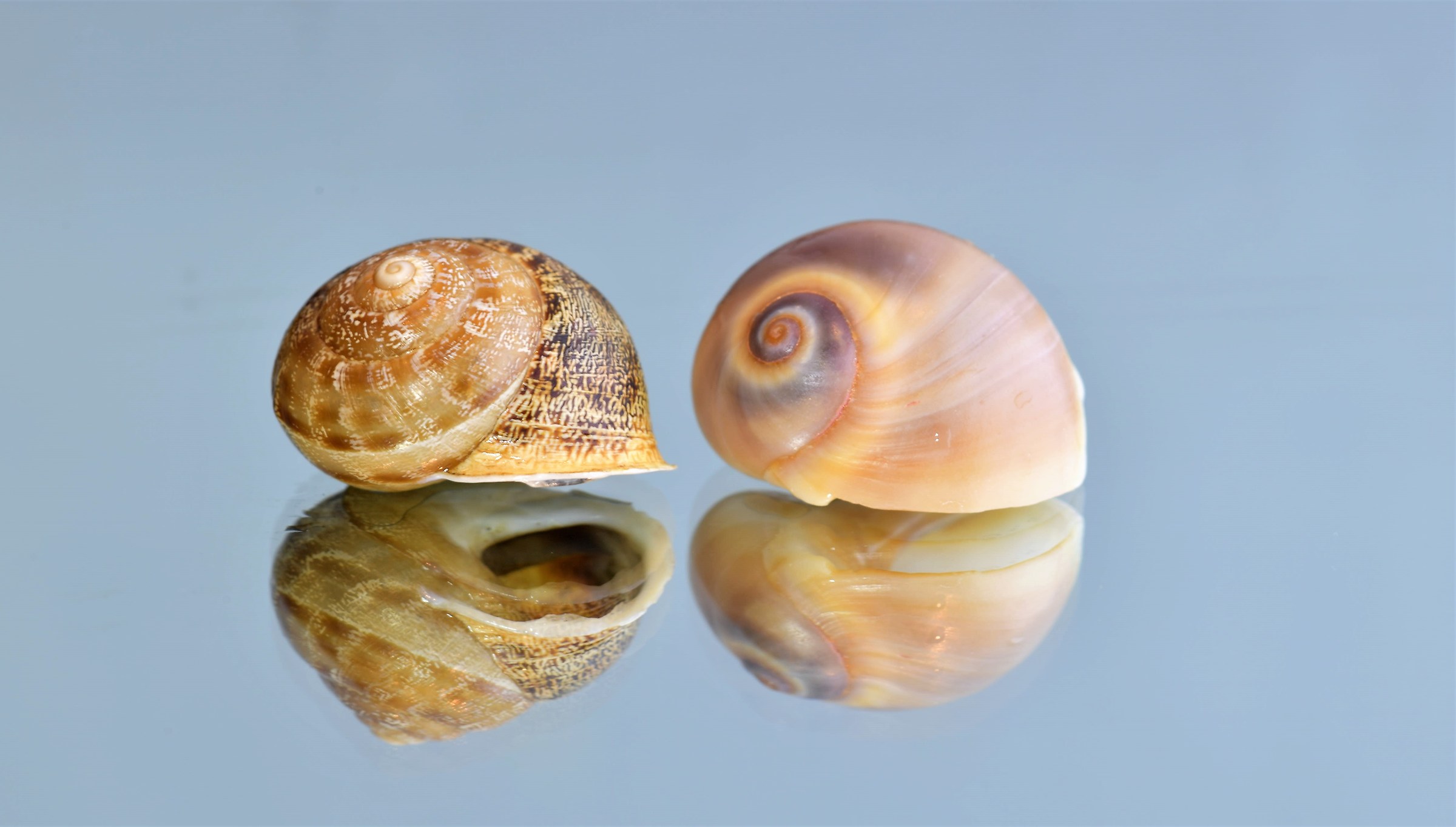 Snails