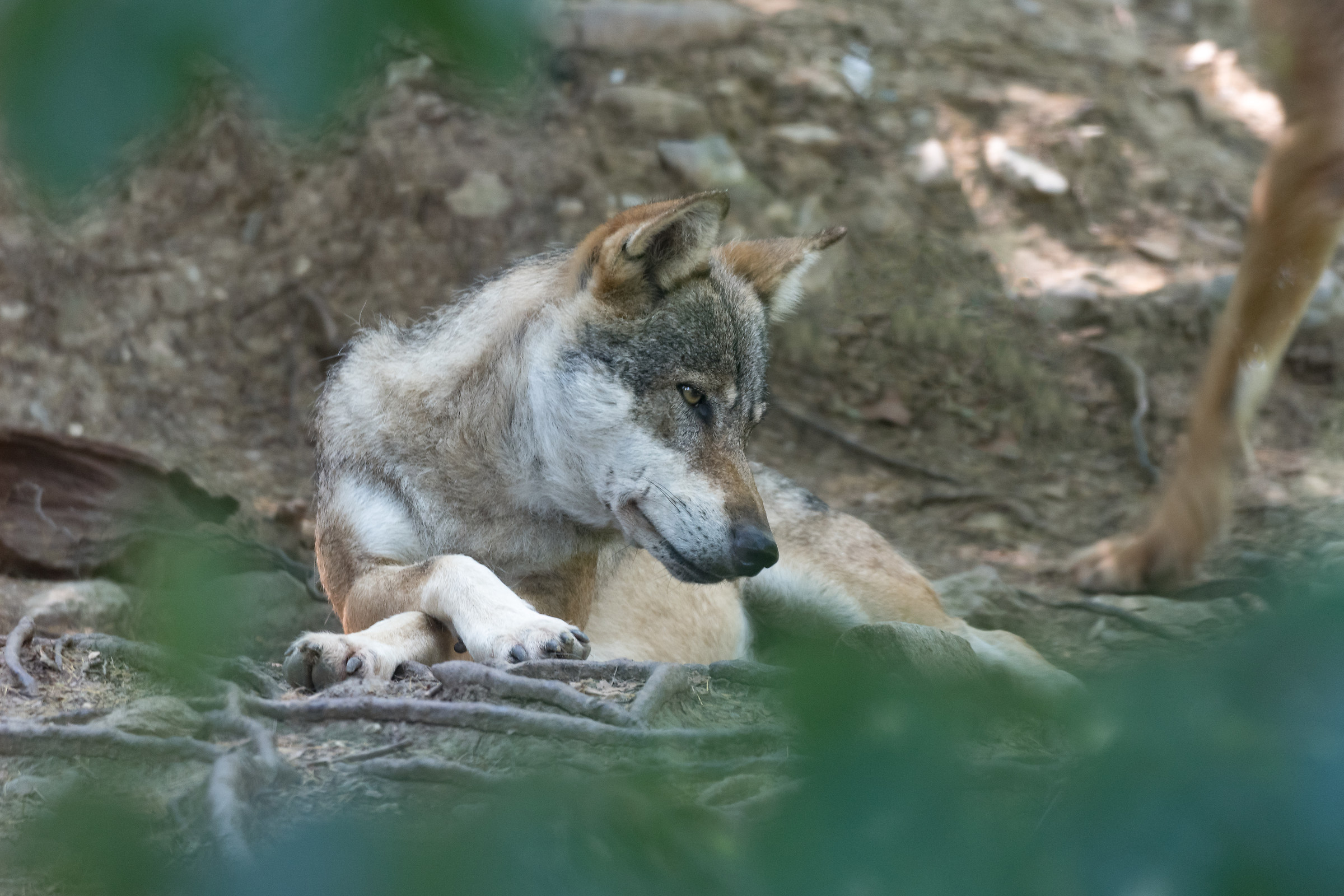 The look of the wolf