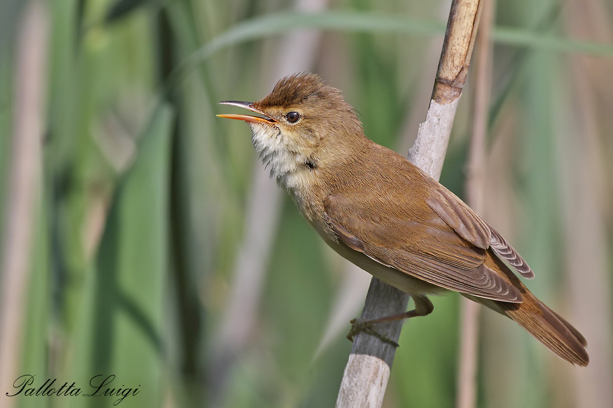 Reed warbler (Acrocephalus scirpaceus)