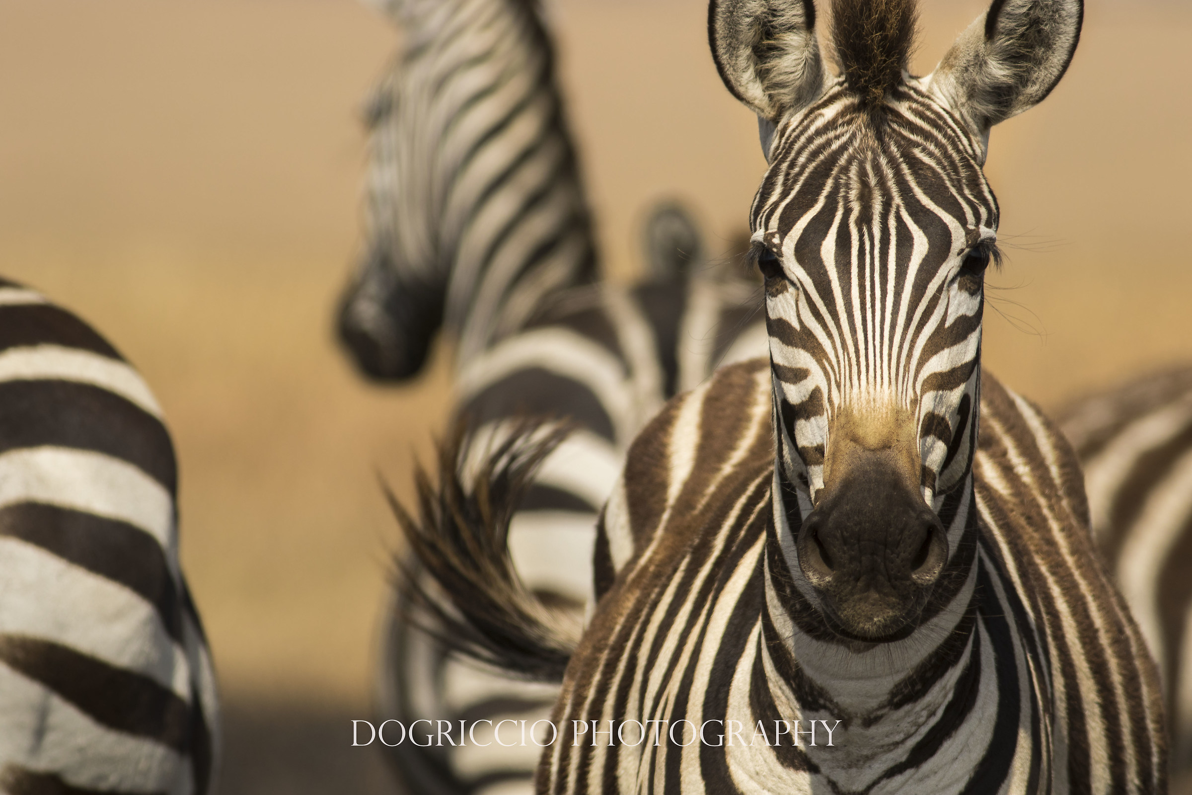 Plains Zebra
