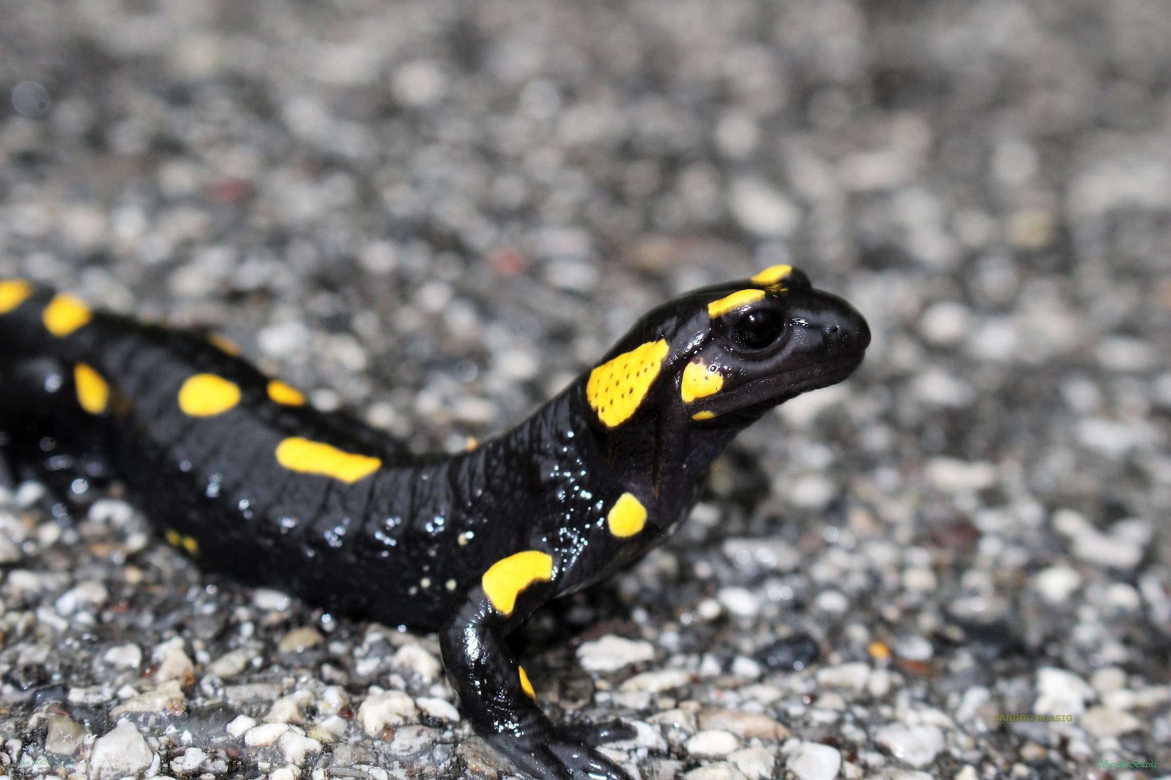 Salamander