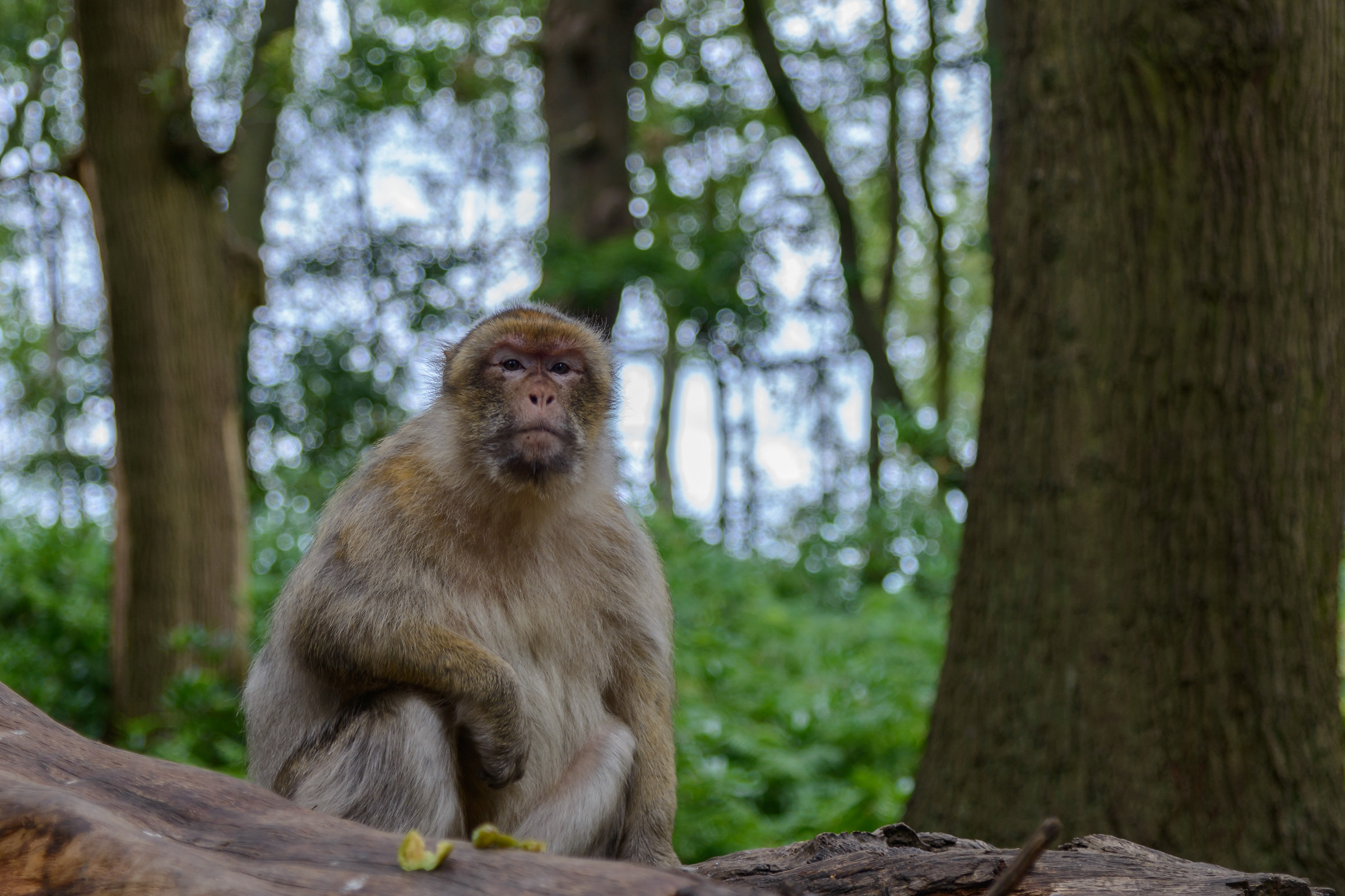 Foresta delle scimmie