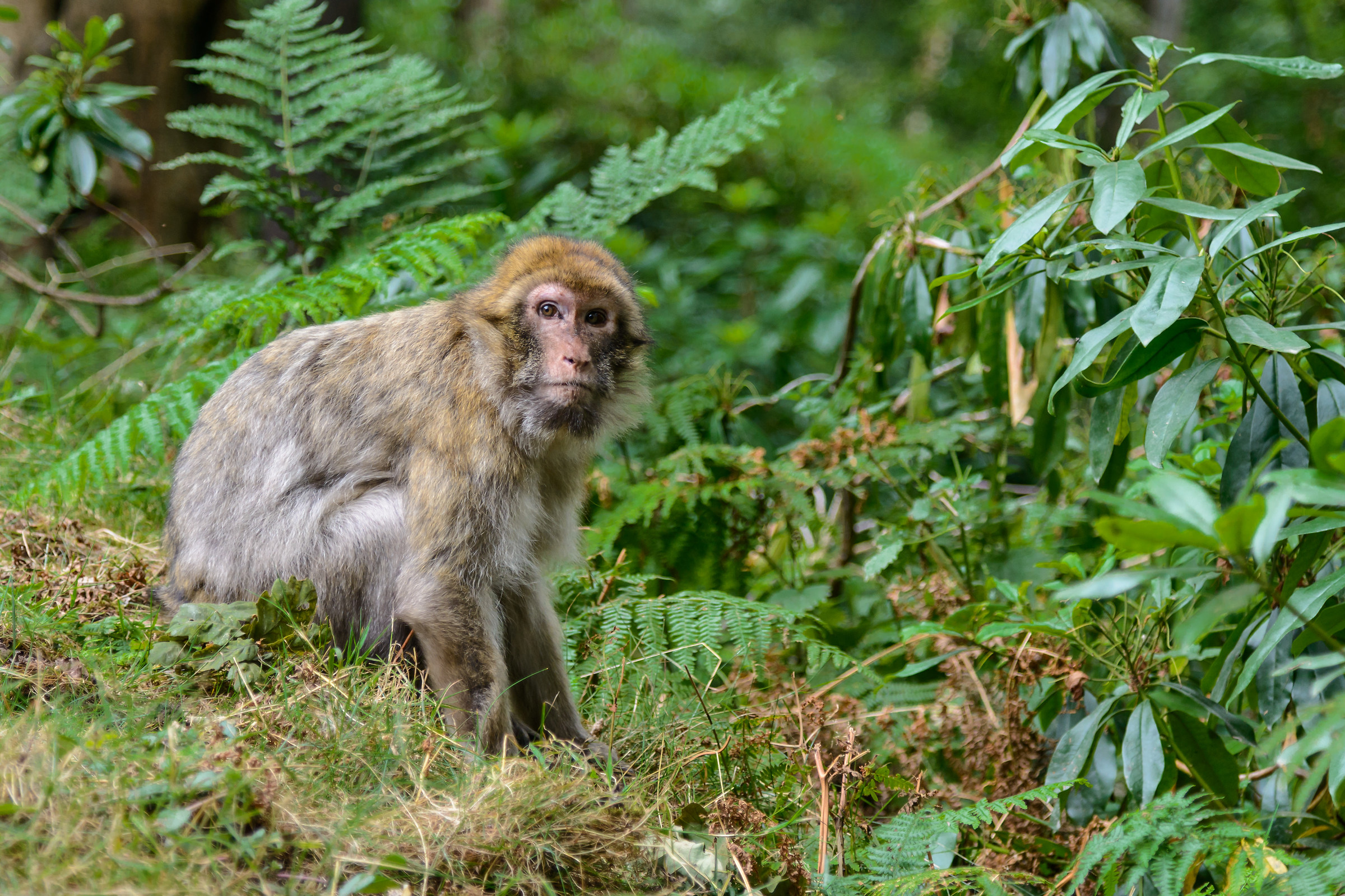 Foresta delle scimmie