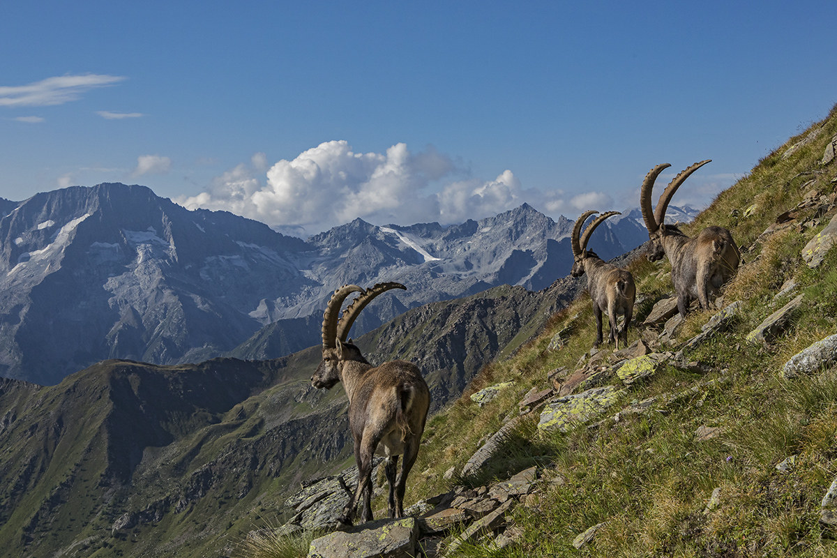 Ibex
