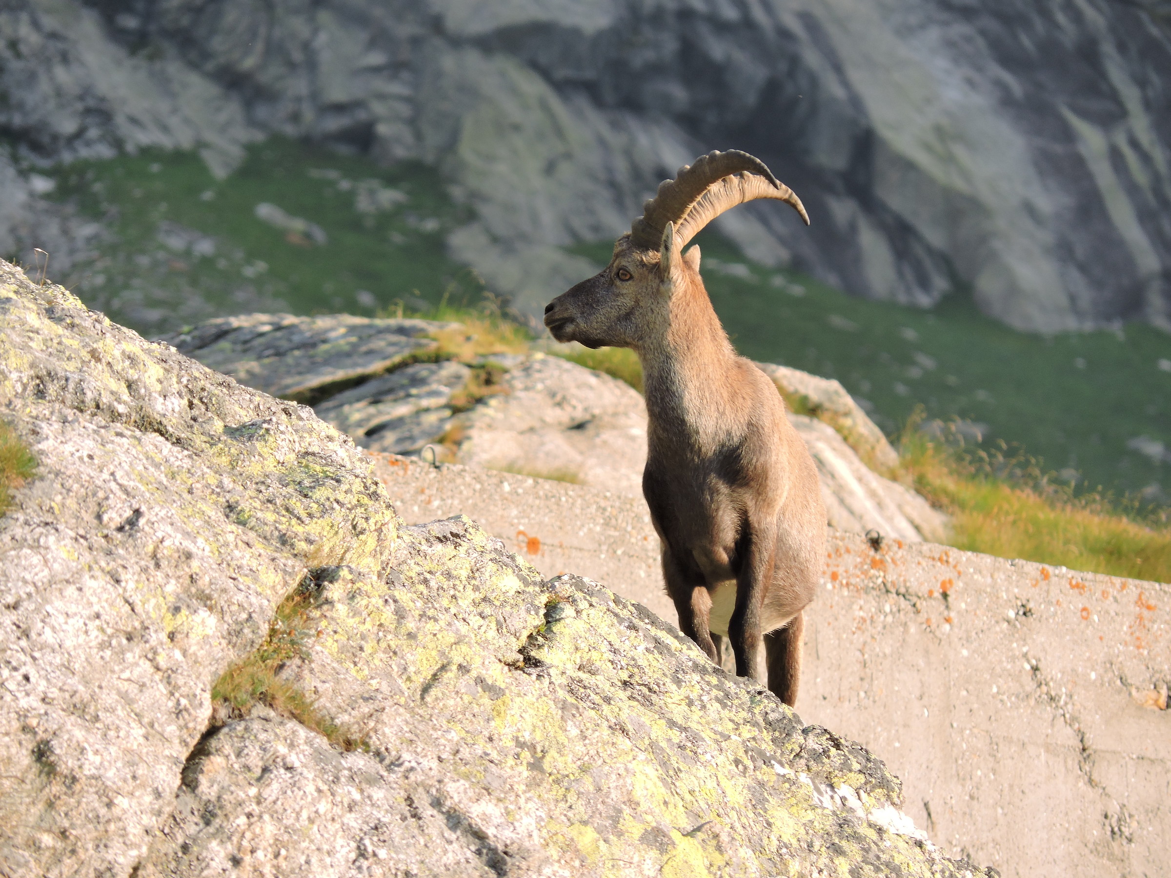 Stambecco maschio
