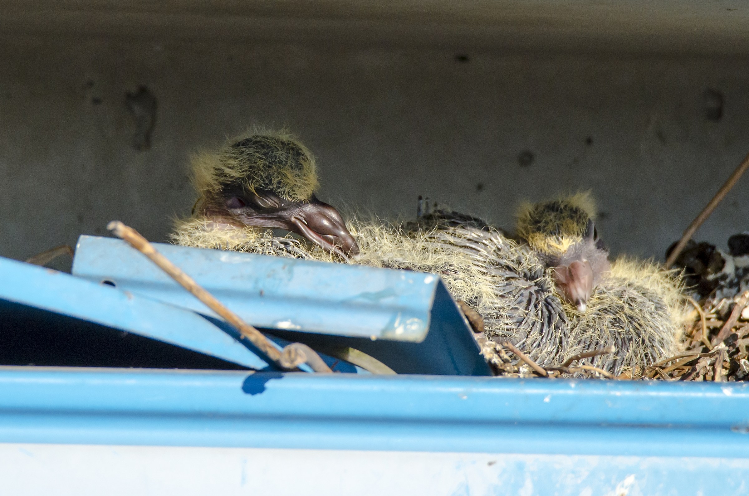 Benvenuto al mondo !