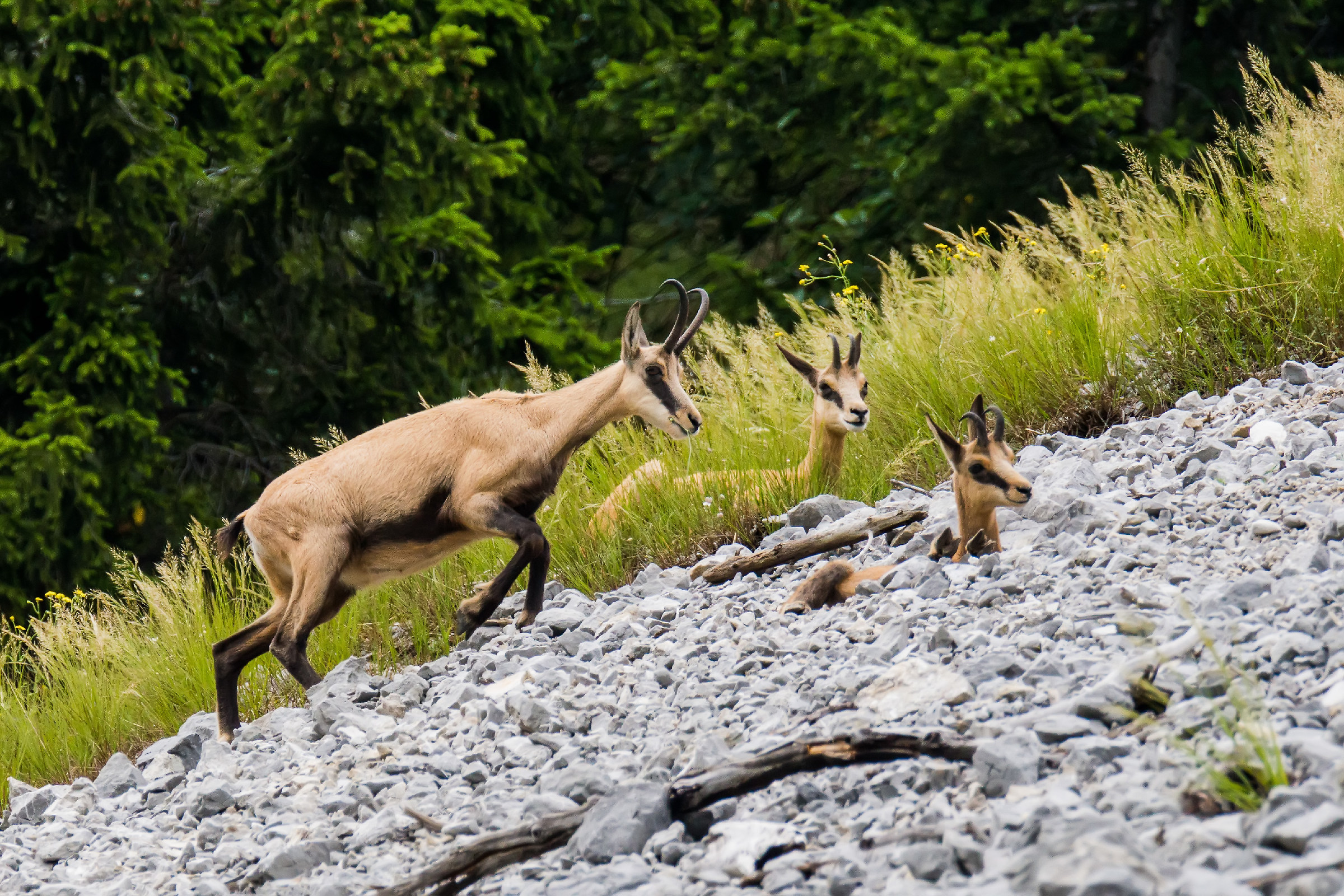 Femmina di camoscio con piccoli