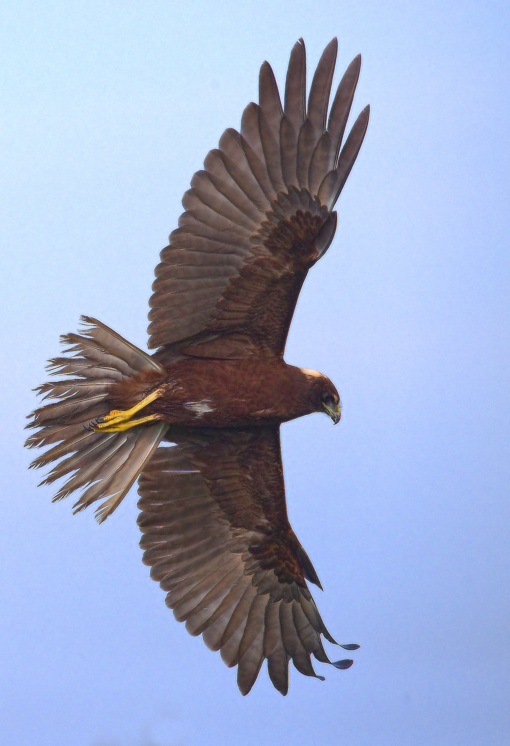 Marsh Hawk