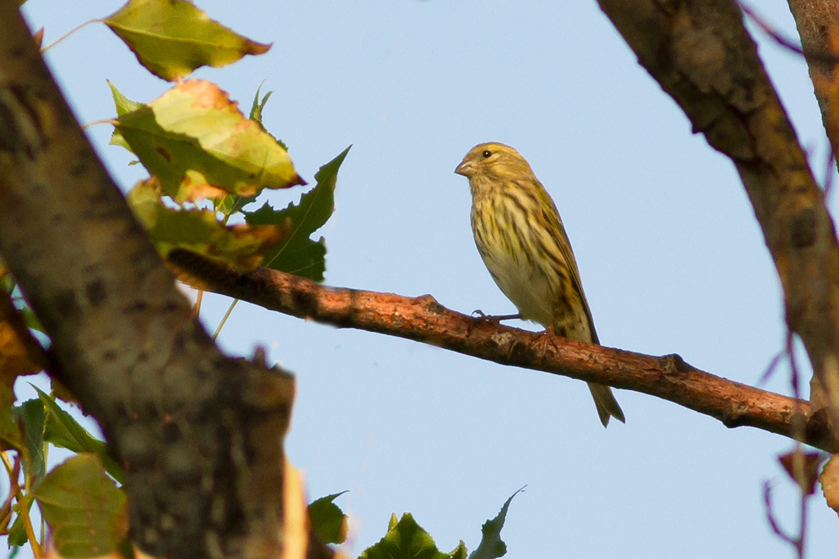 Mistake to say Serin